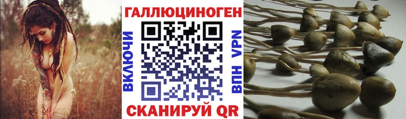 Купить закладки  Шимановск  Галлюциногенные грибы Cubensis 